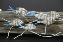 Banc de Chromis