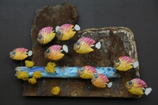 Banc de centropyges